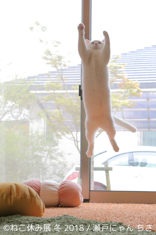 瀬戸にゃんちさ