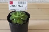 【ダイソー】グリーンプラント（多肉植物）／100円
