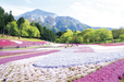 【じゃらん 春の花絶景ランキング】第5位：「羊山公園・芝桜の丘」（埼玉県）