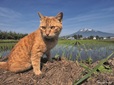 岩合光昭写真展「ふるさとのねこ」渋谷ヒカリエ