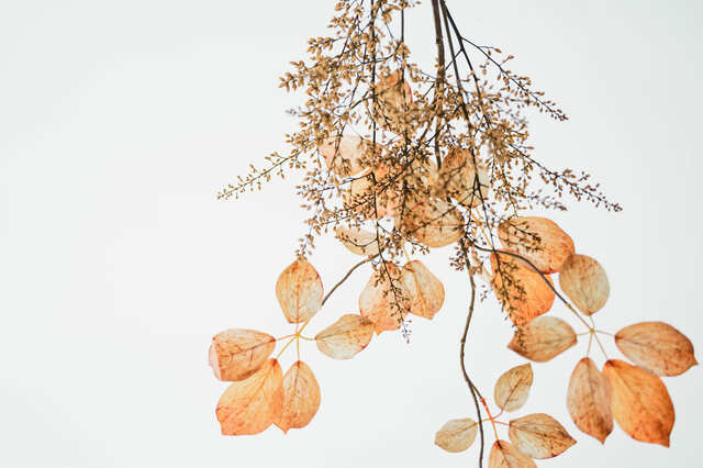 トワニーイメージ写真2