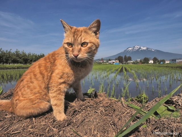 岩合光昭写真展「ふるさとのねこ」渋谷ヒカリエ