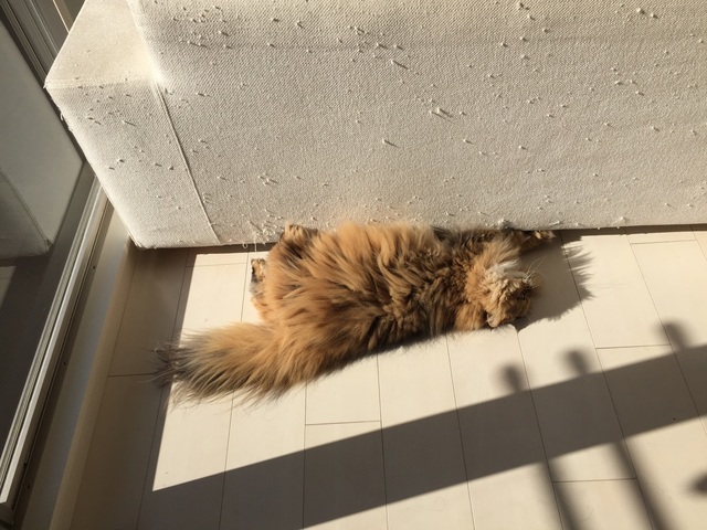 しょんぼり顔のモフモフ猫　ふーちゃん