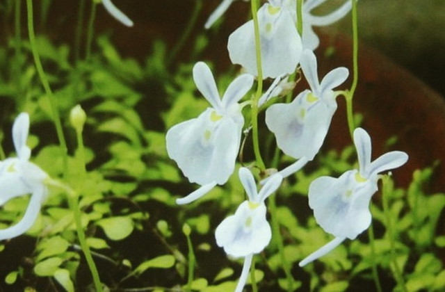 食虫植物トークショー/ミミカキグサ