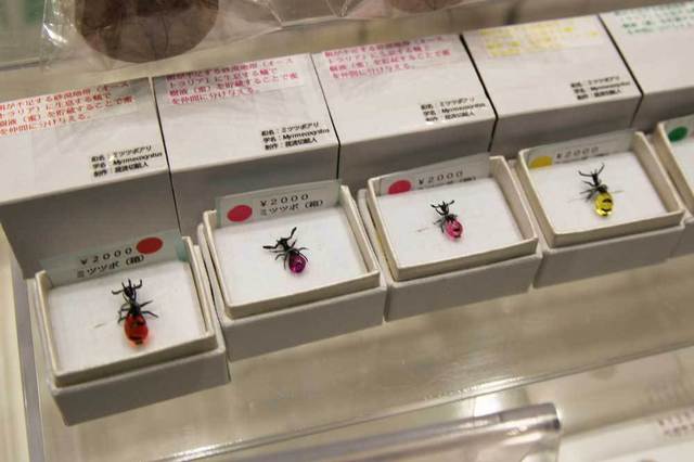 「我流切紙人」ミツツボ（アリ）。