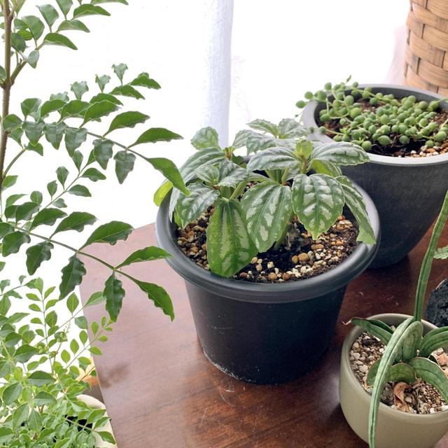 定期的に植え替えをすることで、より大きく健康に育てることができます