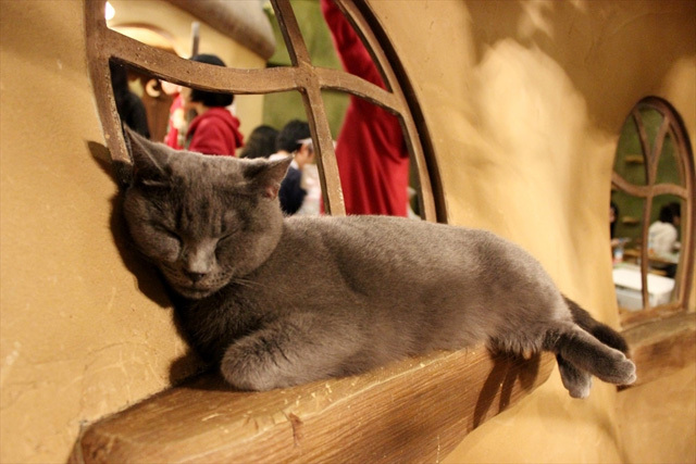 可愛くてキュンキュンする「吉祥寺ねこ祭り」の猫たち