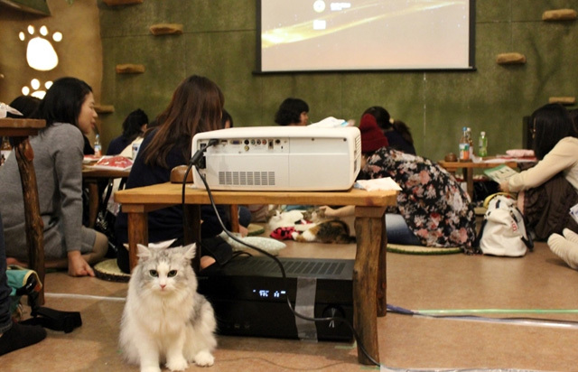 可愛くてキュンキュンする「吉祥寺ねこ祭り」の猫たち