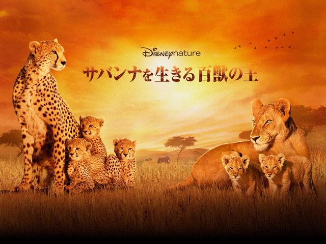 『ディズニーネイチャー／サバンナを生きる百獣の王』