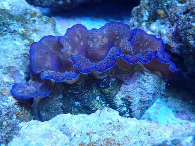 ヒメシャコガイ