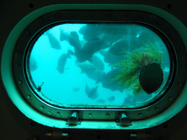 野生のアワビがこんなに間近に！（かつうら海中公園海中展望塔）