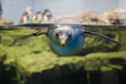 ペンギン / エプソン アクアパーク品川