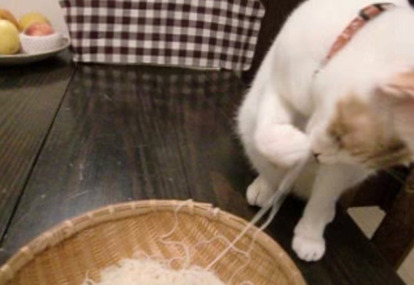 猫 見事な食べっぷり 意外な食べ物が大好きな グルメ猫 動画3選 2 3 Mimot ミモット