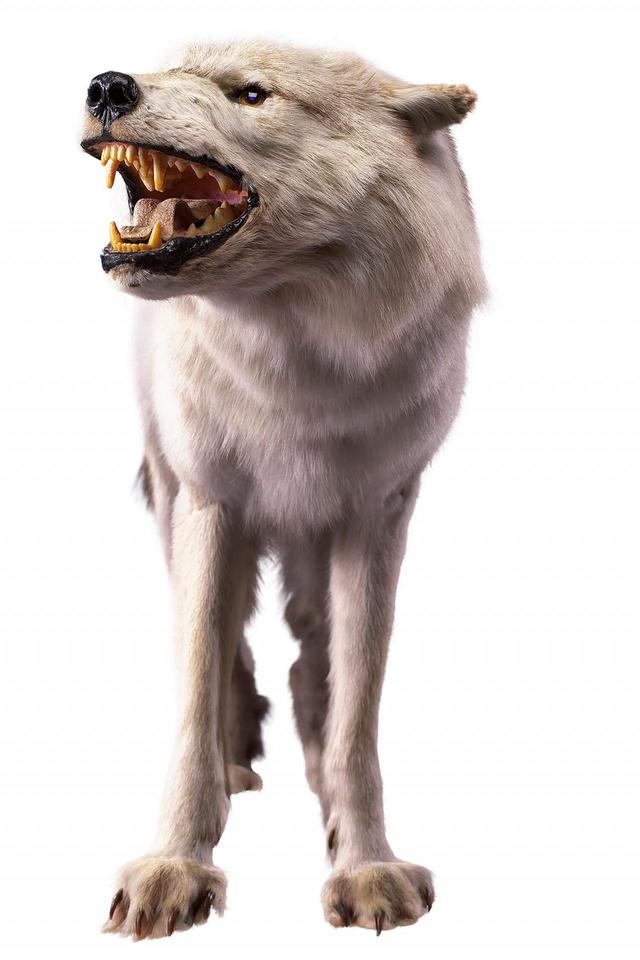 オオカミ／国立科学博物館蔵