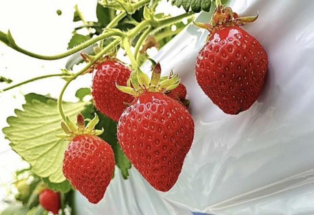 フィールズ・ザ・ベースのいちご