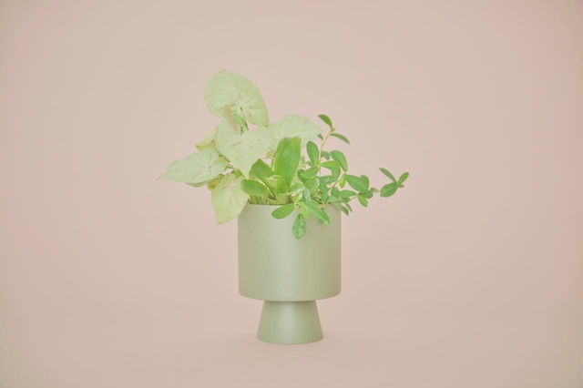 ＆Greenセット例3