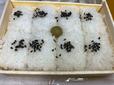 【崎陽軒】蒸気で炊き上げたご飯は冷めてもモチモチ