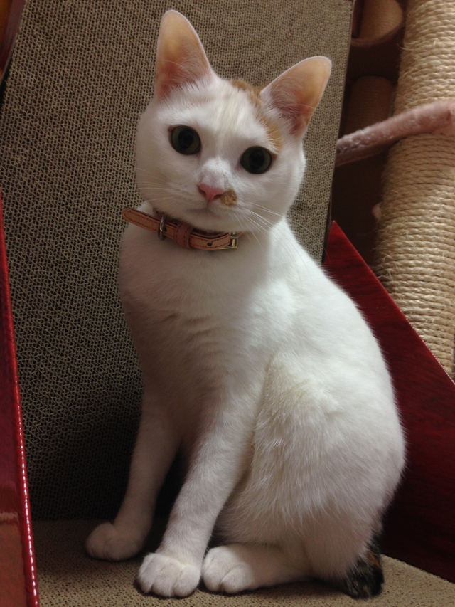 筆者の飼い猫、小雪ちゃん／ドヤァ……