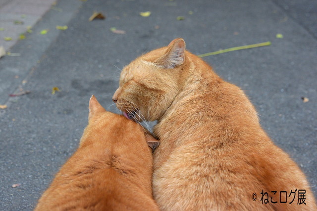 （kiyochan） 　画像提供：ねこログ展