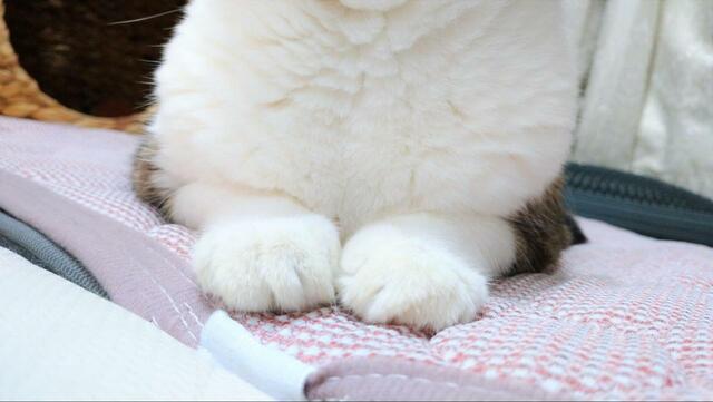 【ニトリ ペット用クッション】クリームパンのようなお手ても目の前で拝める