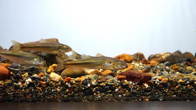 山紫水明エリア　ホンモロコ