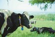 北海道ソフトクリームの原料であるソフトミックスは、北海道伊達市にある協力会社・牧家(ぼっか)で製造されています