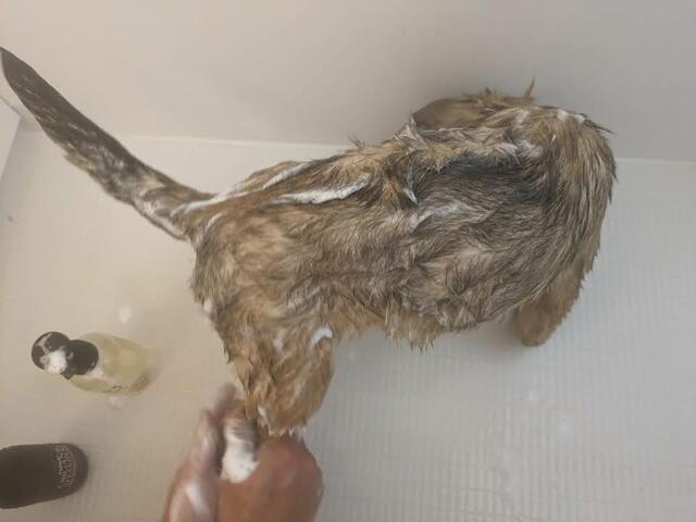 【PAL&I （パルアイ） ペット シャンプー 300ml 】さらっとした液体のシャンプーで、泡立ちの良さは抜群