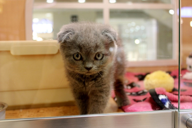 可愛くてキュンキュンする「吉祥寺ねこ祭り」の猫たち