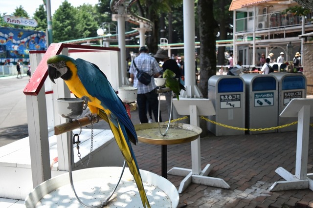 カラフルな鳥いた!!