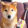 【犬用ビールSNUFFLE】1本の内容量は250ml。1日に与える量は、大型犬は2本程度、小・中型犬なら1/2本を目安にしましょう