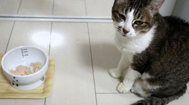 【スープストックトーキョー 猫のためのスープ 】野菜を食べるべきか考え中…？   