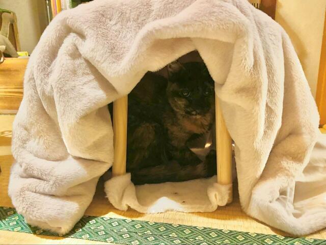 【3COINS こたつ】ついに、リリーが体ごとスポッとINしているのを発見！ 体重3キロ未満の小柄なリリーにはちょうどよいサイズ感です