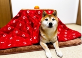 【ペット用こたつ】この冬はペット用こたつで決まり