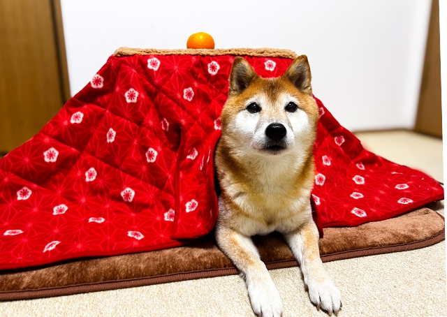 【ペット用こたつ】この冬はペット用こたつで決まり