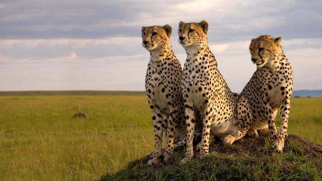 『ディズニーネイチャー／サバンナを生きる百獣の王』