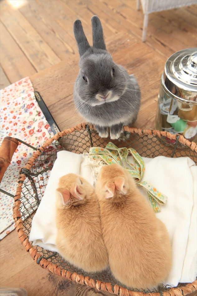 うさぎしんぼる展