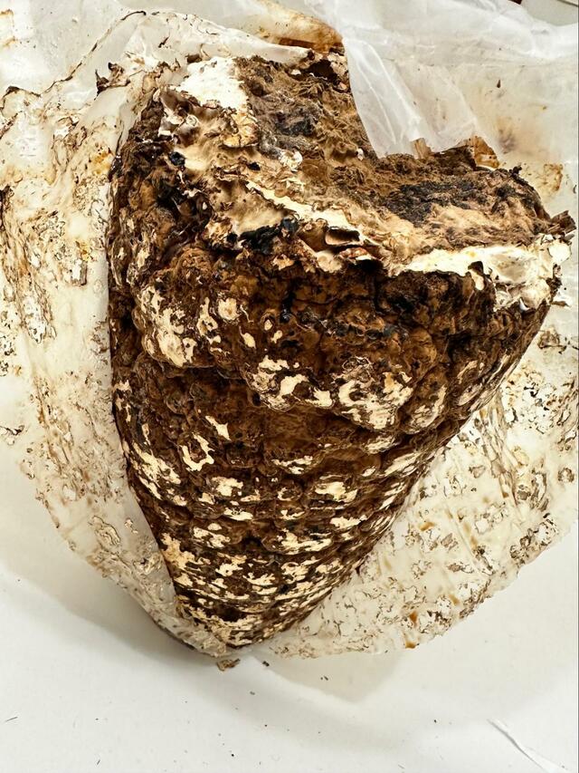 【森のきのこ倶楽部 もりのしいたけ農園 栽培キット】栽培ブロックを袋から取り出し、流水で洗い流してから栽培開始