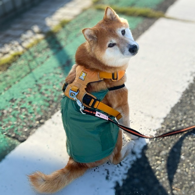 【IDOG ICE HOLD フィッシングベスト 保冷剤付】左右に1個ずついれて散歩に出てみました。ベストの内側がひんやりとして涼しそう！