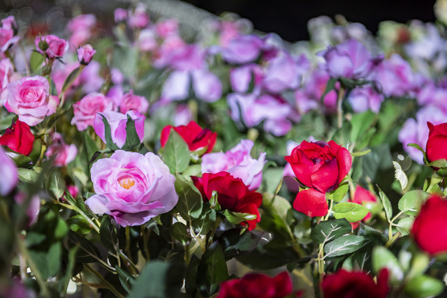 アパリゾート上越妙高「アパリュージョン2019」フラワーロード