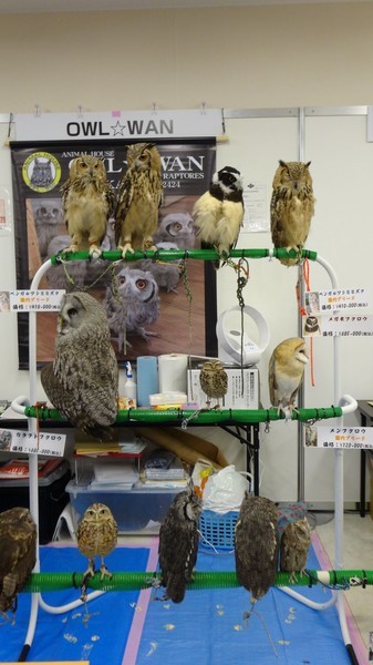 「東京レプタイルズワールド2014」に集まった動物たち