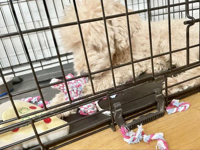 【ニトリ：歯磨きトイ デンタルロープベア】かなりお気に入りでゲージの中でもカミカミ