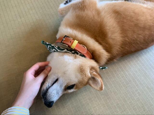 【原宿乃豆柴カフェ】豆柴と触れ合いたいならお昼過ぎに、遊びたいなら夕方に行くのがおすすめ