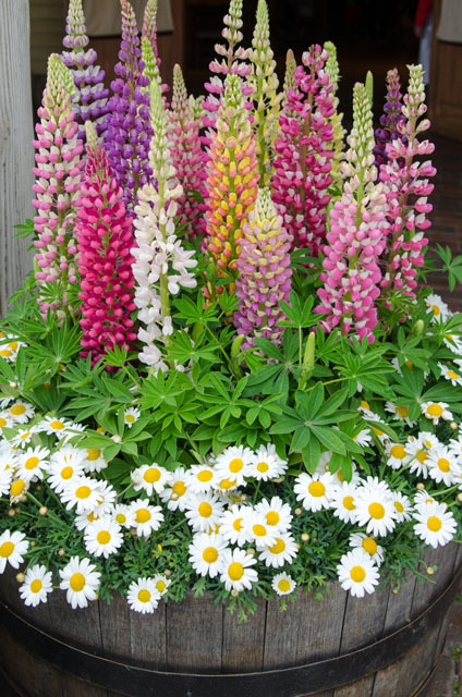 ケープコッド／東京ディズニーシー「ディズニー・イースター2015」©Disney