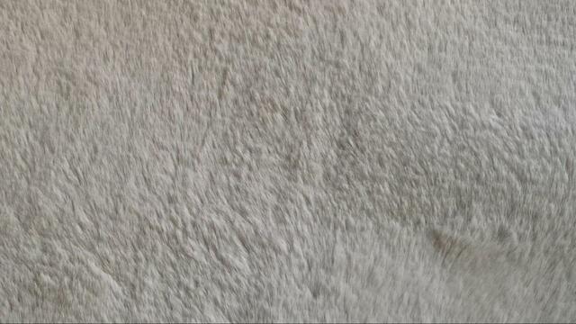 【ニトリ　入れるクッション】表・裏・中の素材が全て違う気持ちよさ