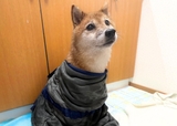 【SHSCLYペット用吸水タオル】ふわふわの肌わさりで愛犬もリラックス