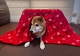 【ペット用こたつ】専用布団のサイズは126cm×126cm