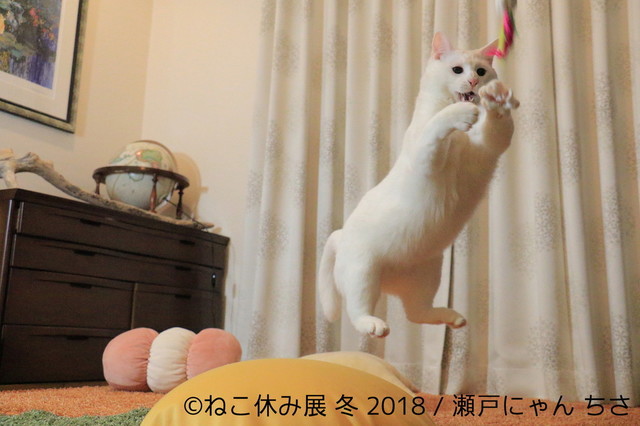 瀬戸にゃんちさ