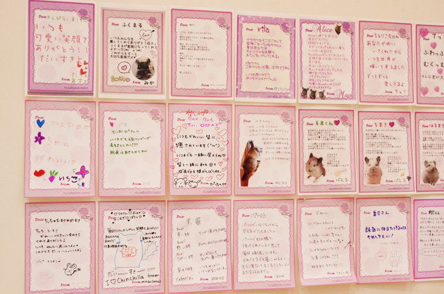 Japan Chinchilla Festival