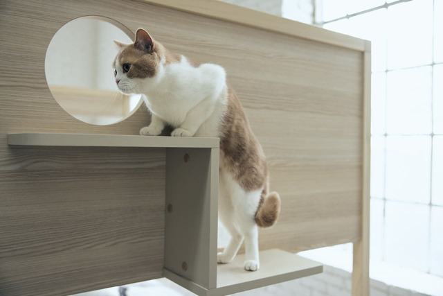 【フランスペット】「キャットタワー付きベッド」