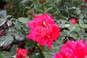 【国営武蔵丘陵森林公園】「ローズ&シュラブガーデン」のバラ